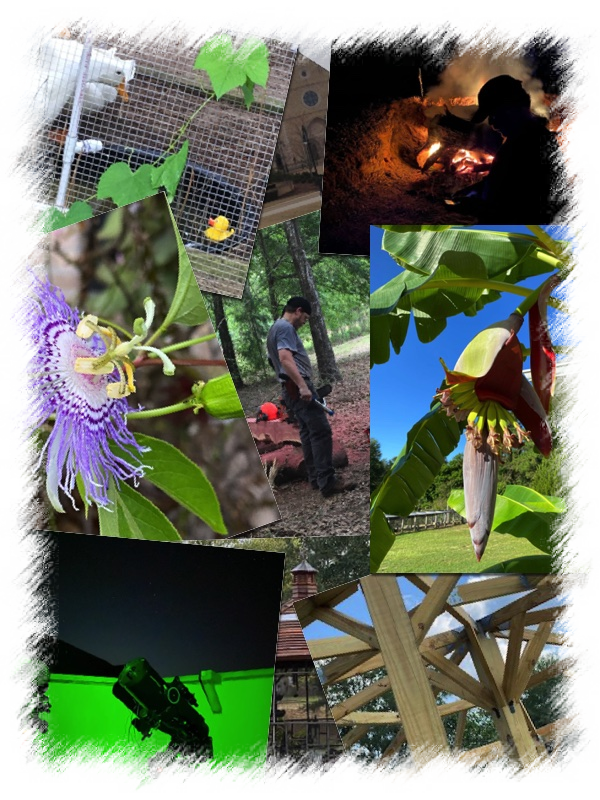 collage